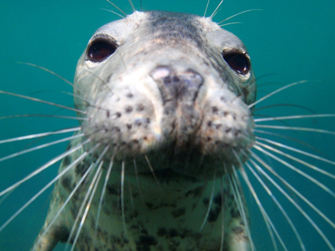 Seal Snorkelling Adventures景点图片