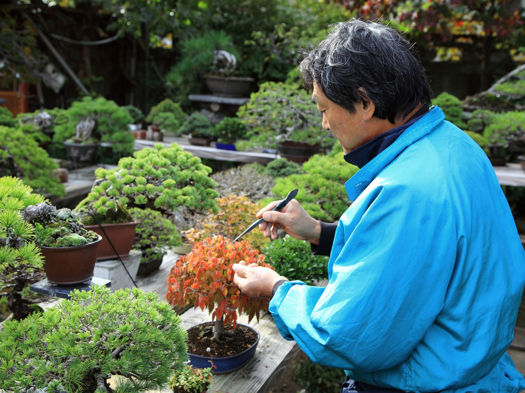 埼玉市旅游景点-Omiya Bonsai Village