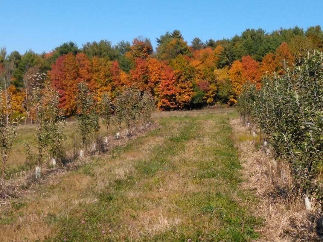 Cobble Knoll Orchard-Benson必去景点