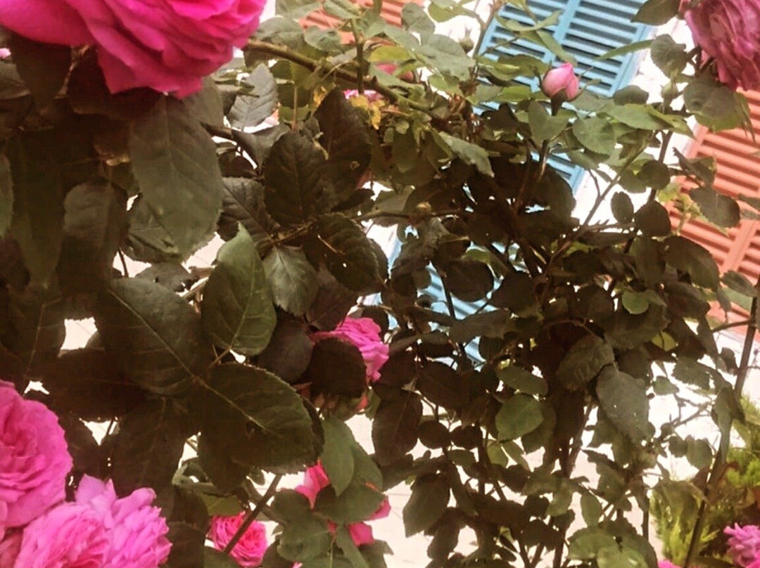 Gonul Penceresi Mazi Kahve&Cay Evi