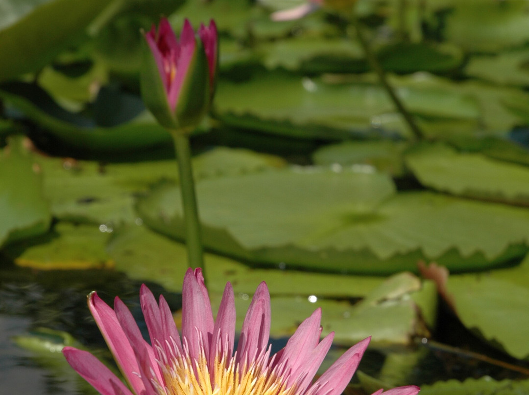 Buu Mon Buddhist Temple-Port Arthur必去景点