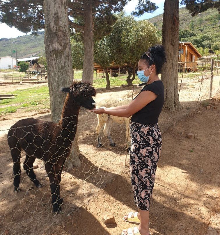 The Alpaca Loom Coffee Shop & Weaving Studio-Suider Paarl必去景点