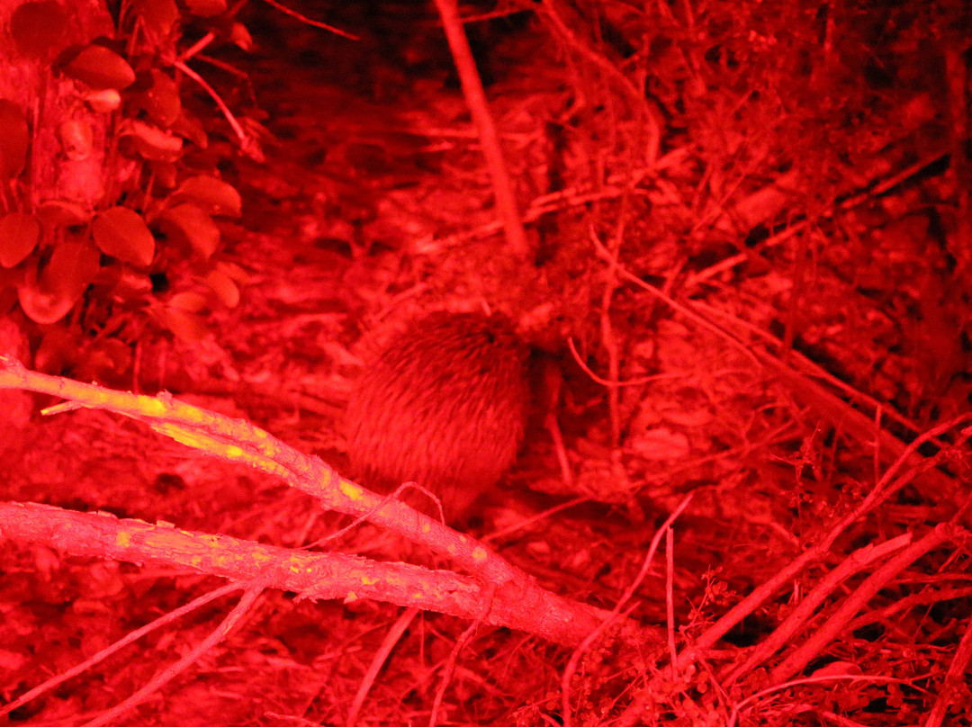 Kiwiness Tours-马塔卡纳小镇必去景点