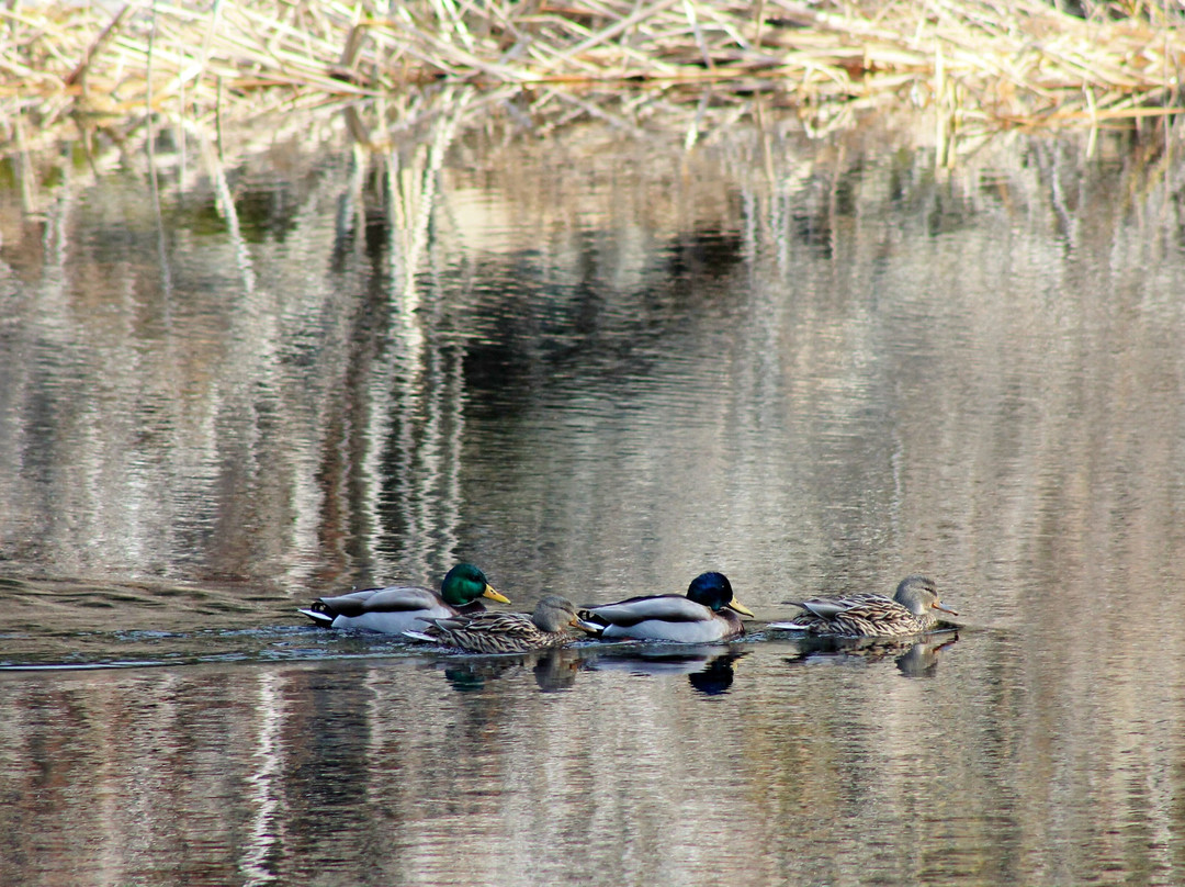 Lake Fulmor-Idyllwild必去景点