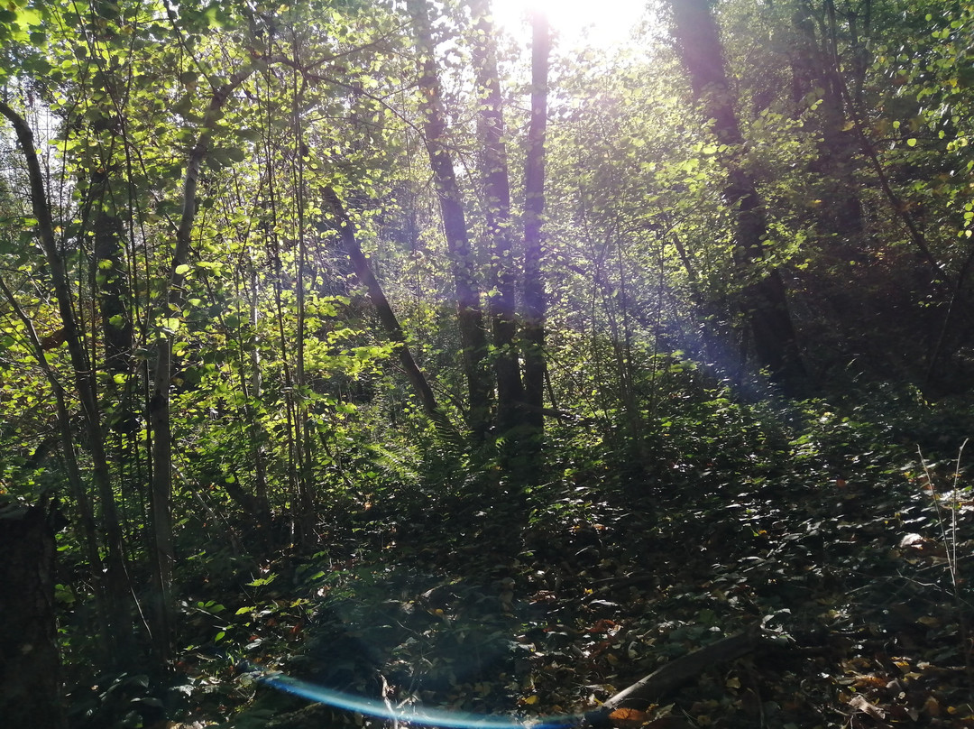 Forêt de Marly景点图片