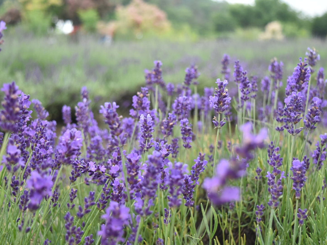 Okitama Park Herb Garden景点图片