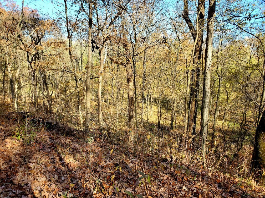 Beall Woods State Park-Mount Carmel必去景点