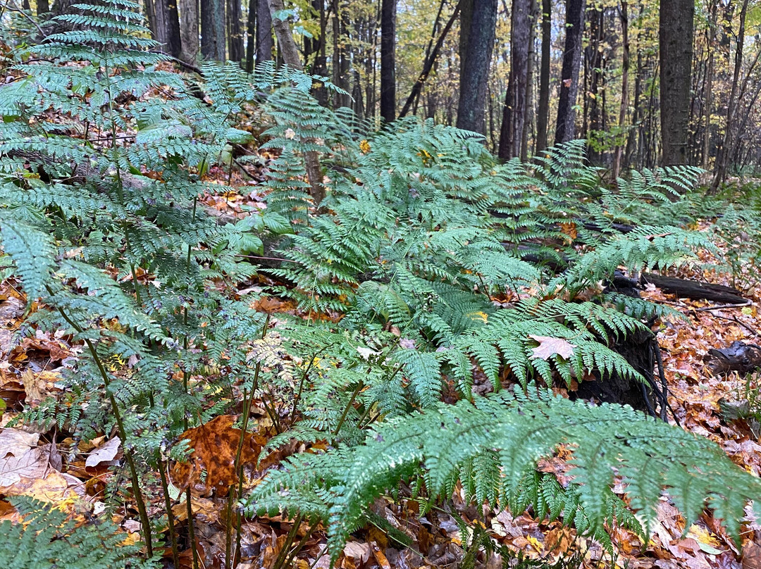 Big Creek Park-Chardon必去景点