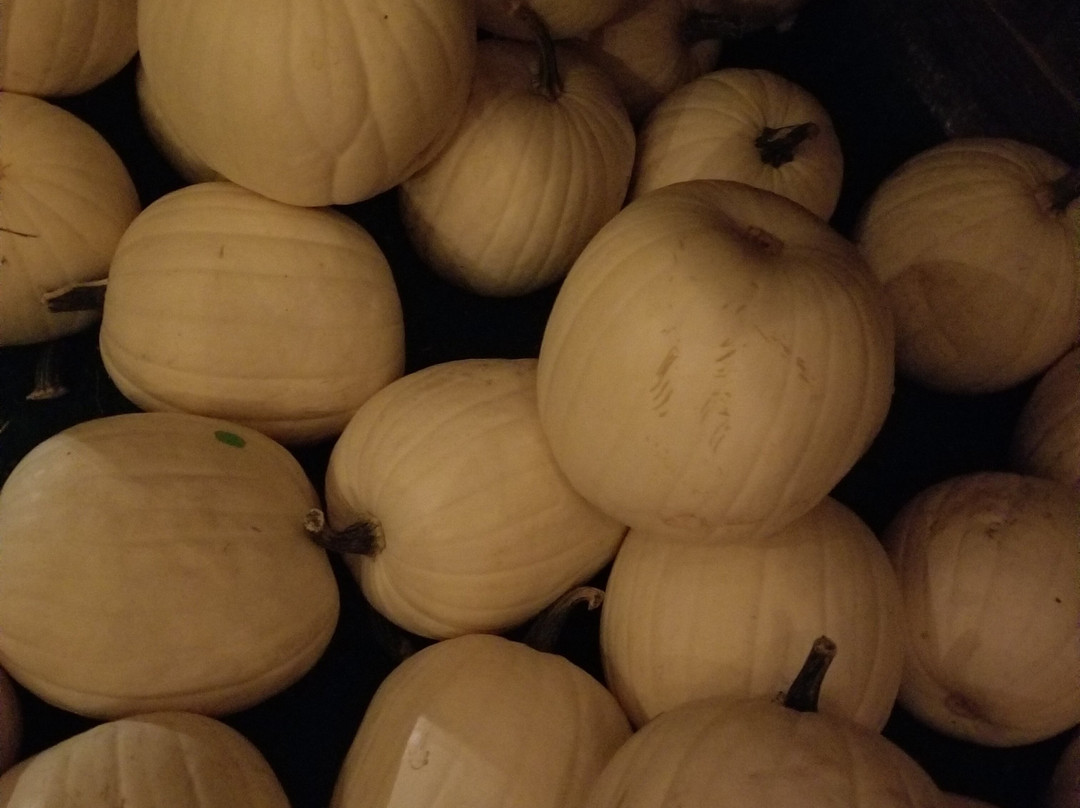 Old Mcdonalds Pumpkin Patch Llc