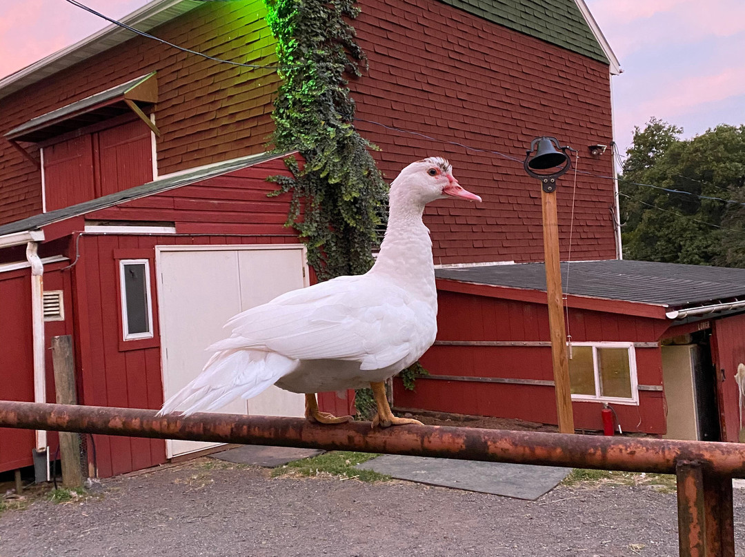 Flint Hill Farm AG-库珀斯堡必去景点