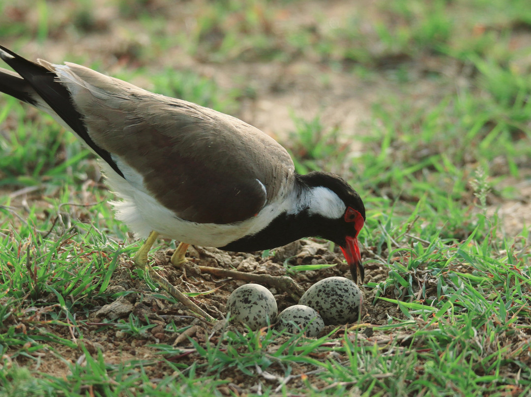 Mowgli Safari-蒂瑟默哈拉默必去景点