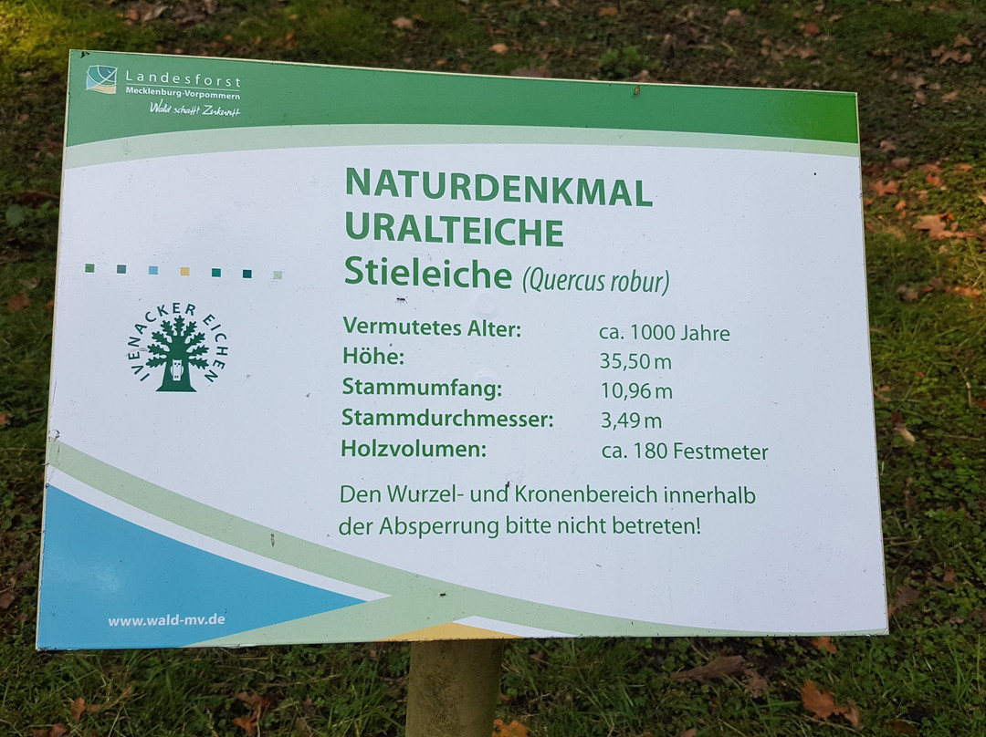 Nationales Naturmonument Ivenacker Eichen景点图片