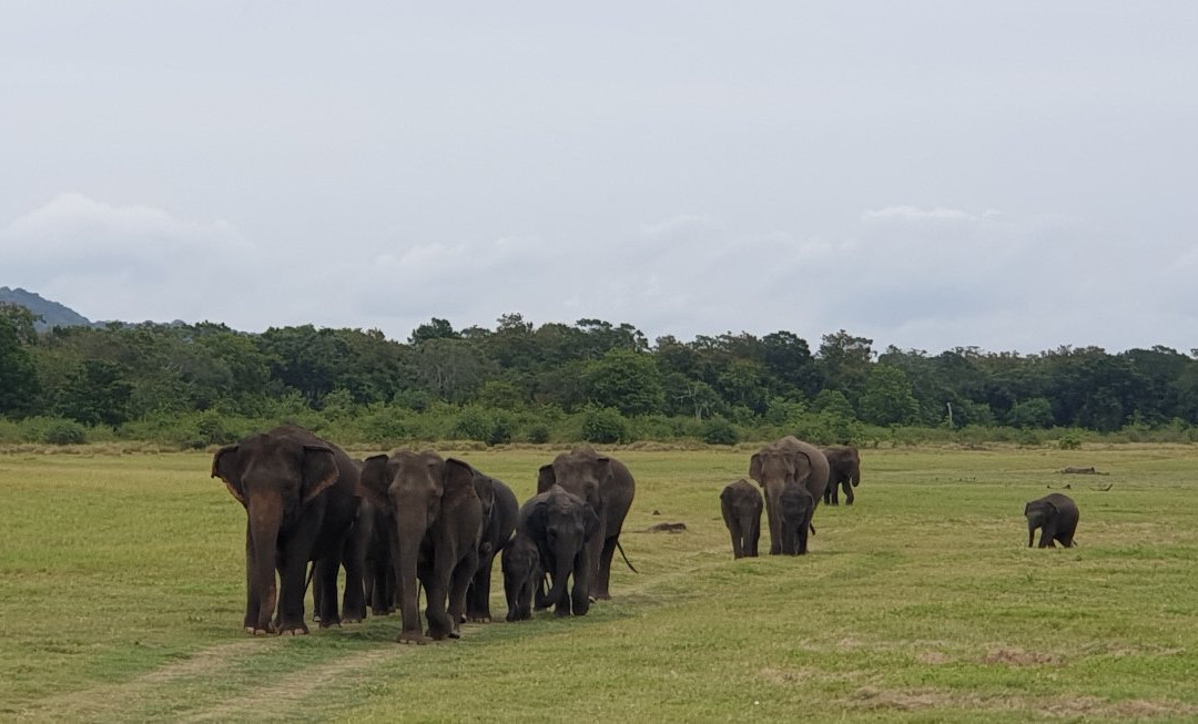 Minneriya Tusker Safaris景点图片