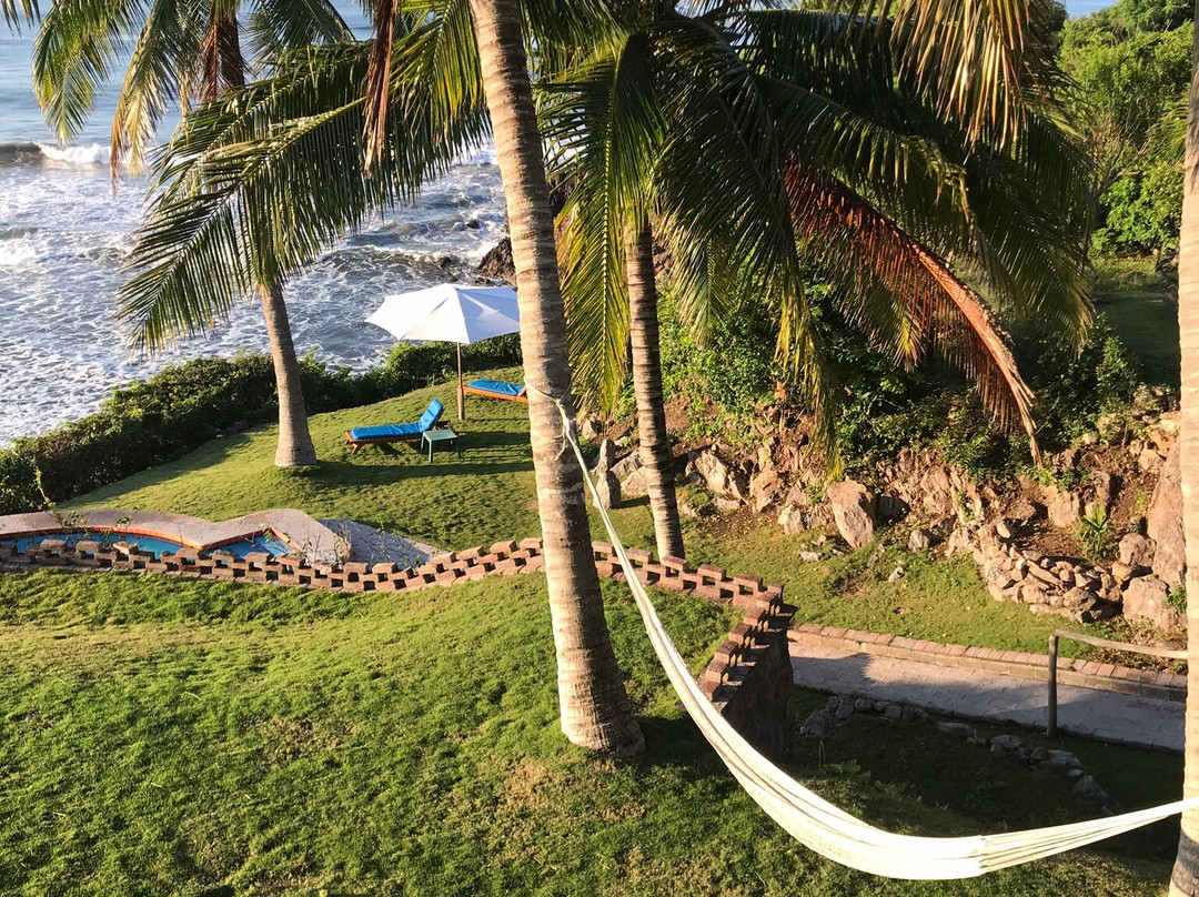 Coconuts by the Sea主图