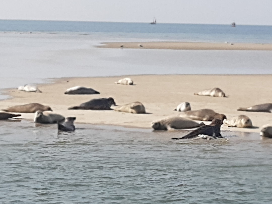 Talisman zeehondentocht Terschelling-West-Terschelling必去景点