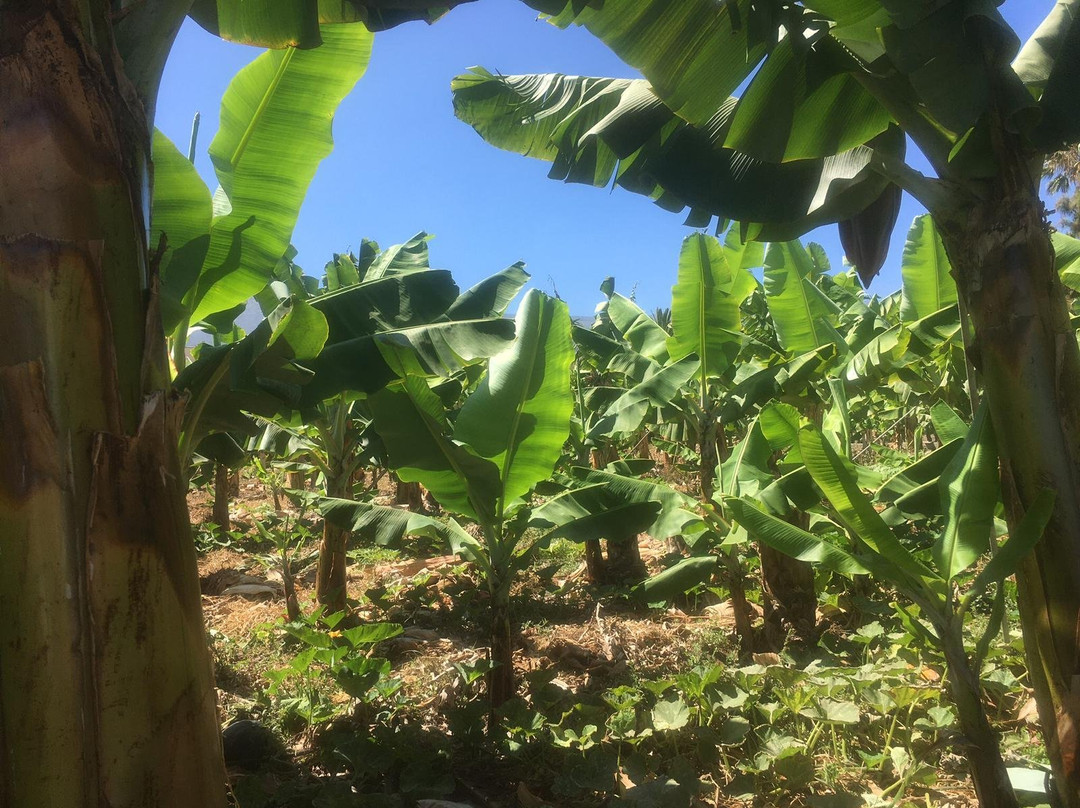 bananaECOplantation景点图片