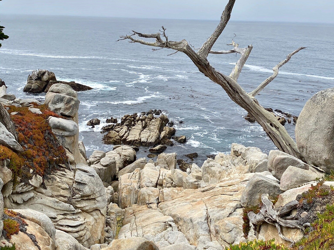 Ghost Tree-圆石滩必去景点