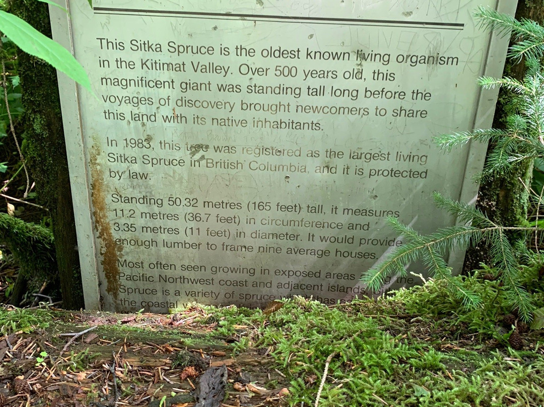Giant Spruce Park-Kitimat必去景点