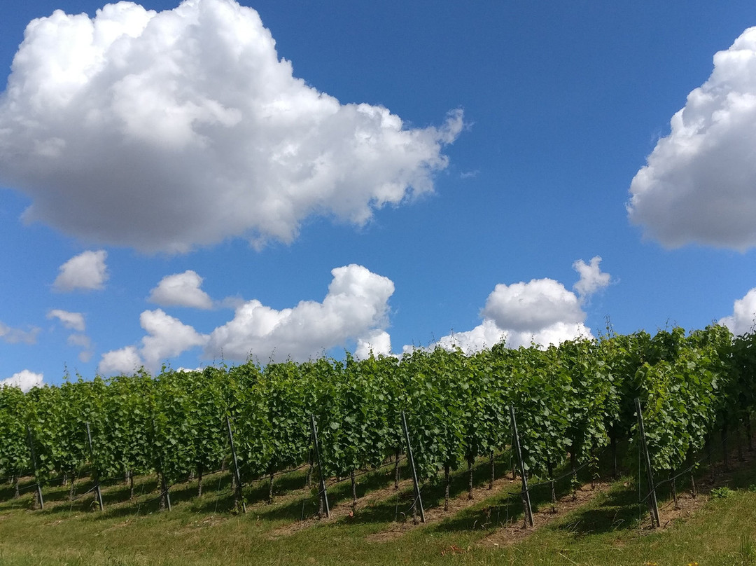 Katzenbeisser Carrus-Lauffen am Neckar必去景点