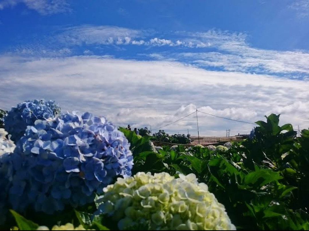 Garden Hydrangeas-大勒必去景点
