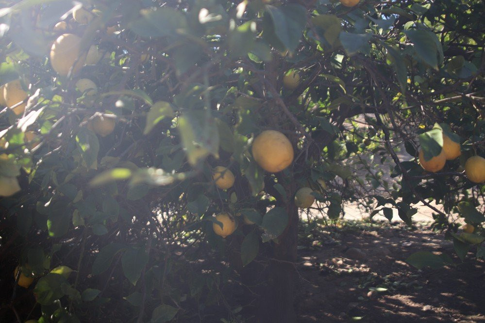Citrus Ranch Park-Tustin必去景点