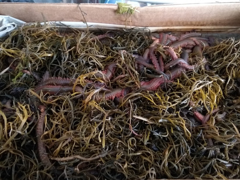 Daniel's Bait, Tackle & Charters-新伦敦必去景点