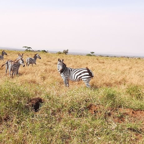 Serengeti Tented Camp - Ikoma Bush Camp主图