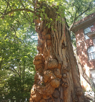 The Witches' Tree-路易斯维尔必去景点