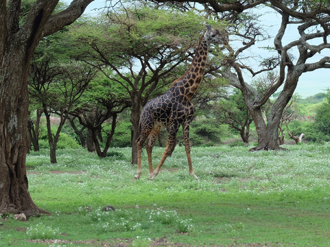 Tunu African Adventures-阿鲁沙必去景点