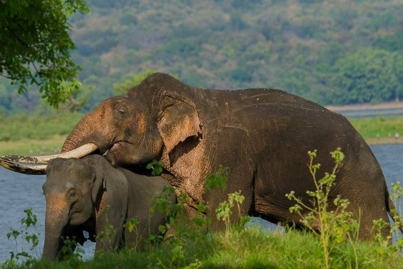 Srilanka Wild Safari Jeep tours-哈巴拉娜必去景点