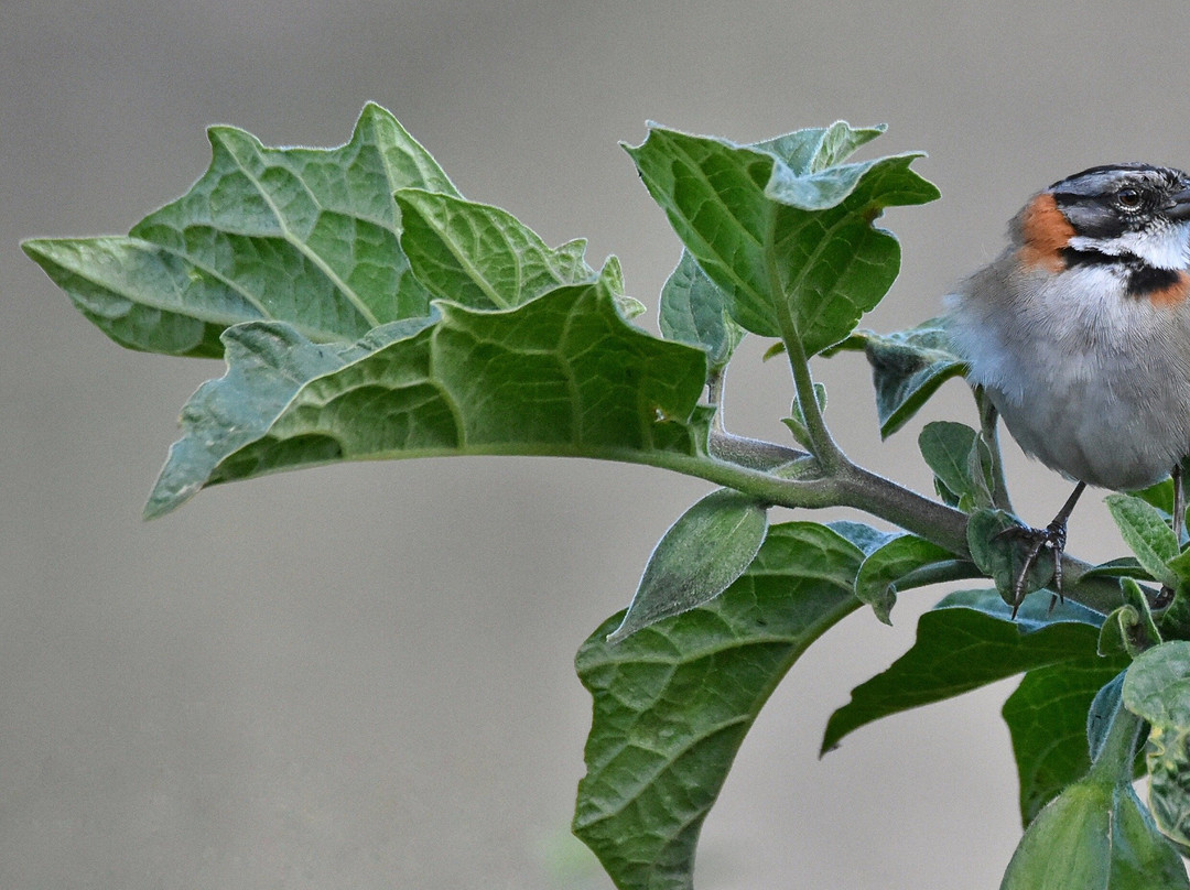 Tambo Condor-Pintag必去景点