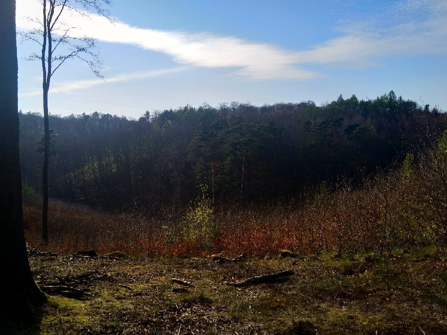 Trojmiejski Landscape Park景点图片