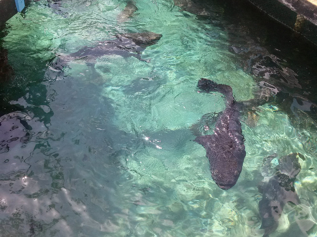 Oceanario-Islas de Rosario必去景点