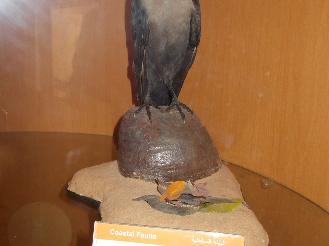 Sharjah Natural History Museum and Desert Park-沙迦必去景点