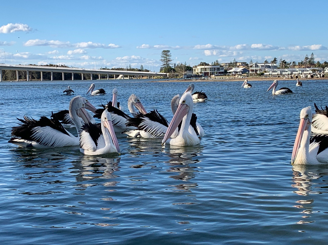 The Entrance Pelican Feed-恩瑞斯必去景点