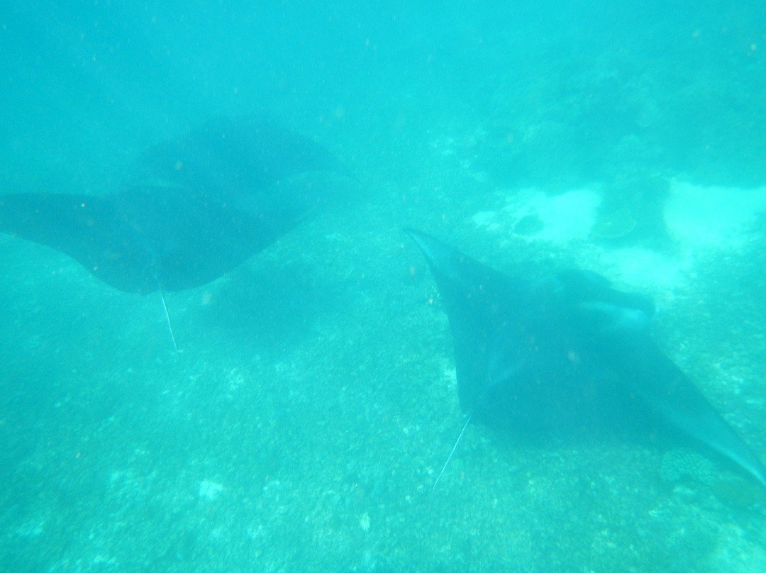 Manta Point-科莫多必去景点