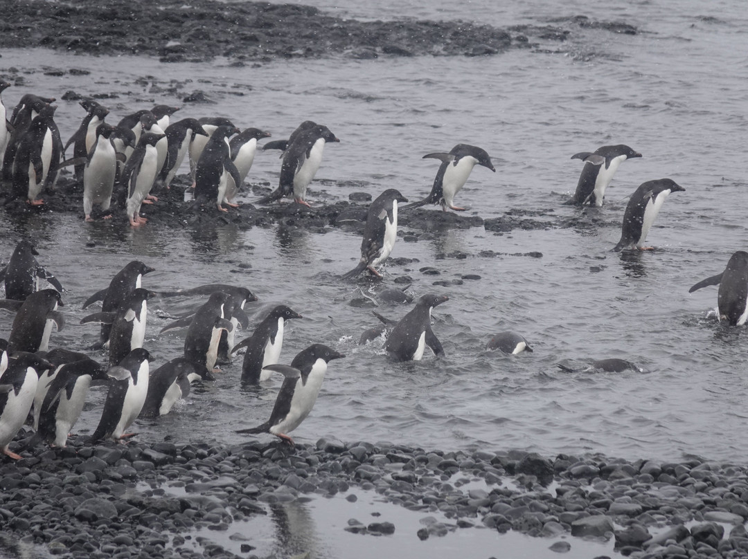 Brown Bluff-Antarctic Peninsula必去景点