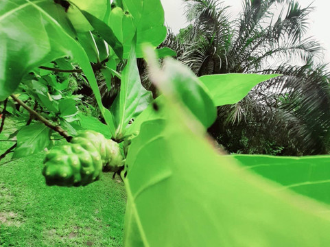 Orchid Island-苏瓦必去景点