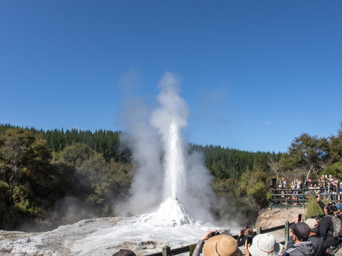 Lady Knox Geyser-罗托鲁瓦必去景点