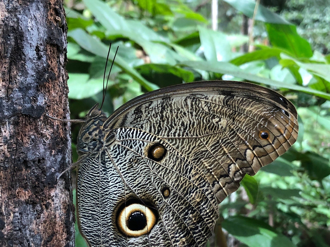 Mariposario Zhaveta Yard-拉梅尔塞必去景点