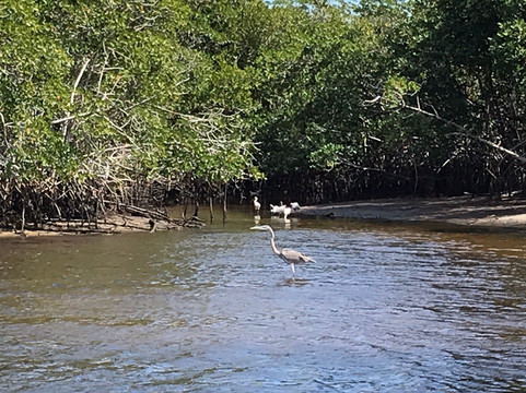 Wild Florida Ecotours-那不勒斯必去景点