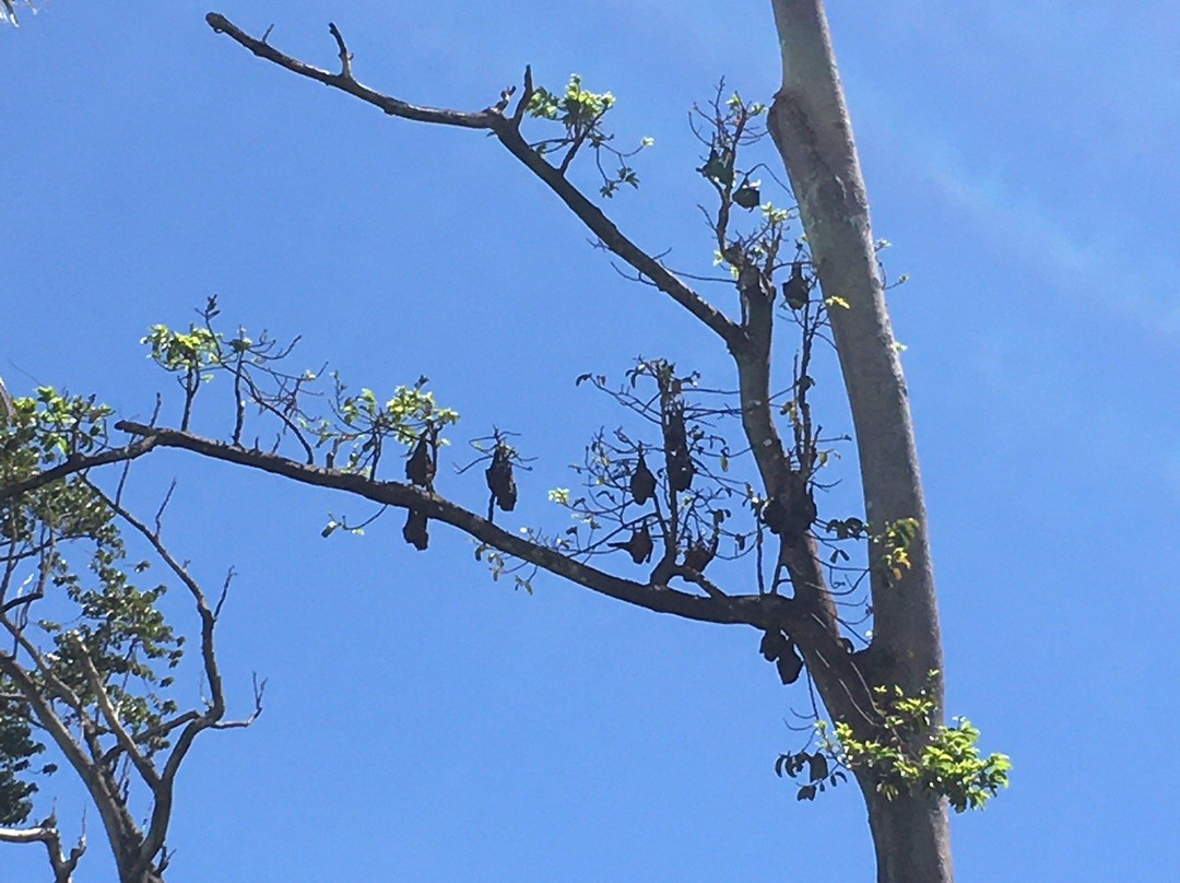 Pemba Flying Fox Forest-Wete必去景点