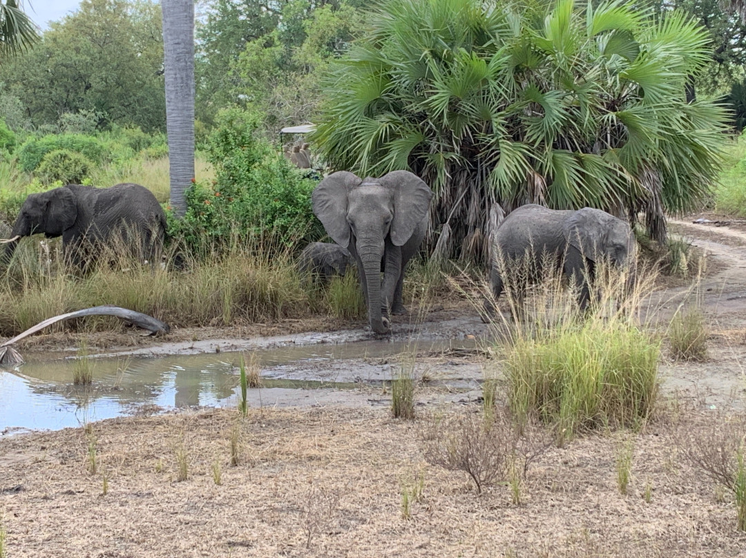 Wildness Safari  Tanzania-Dar es Salaam必去景点