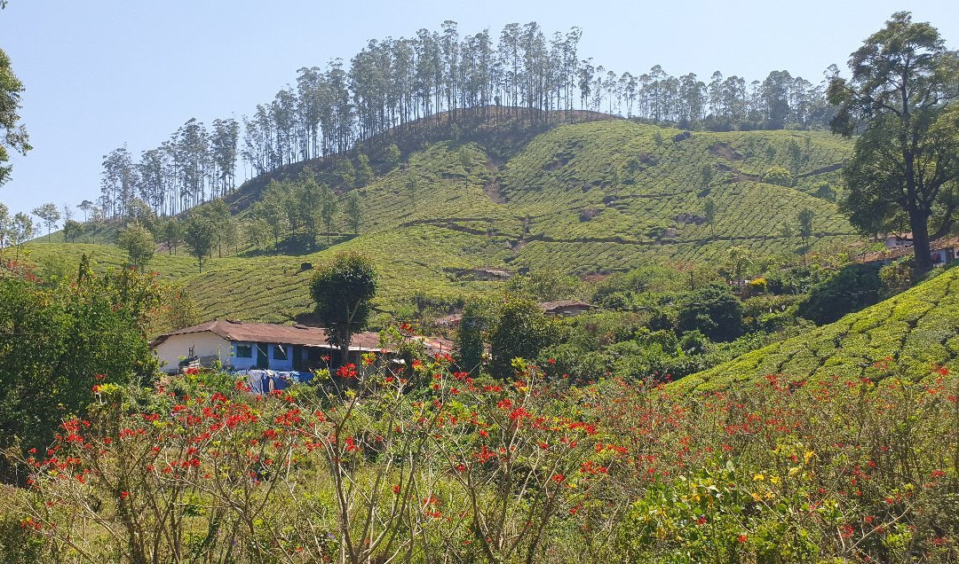 Amazing Munnar Tours景点图片