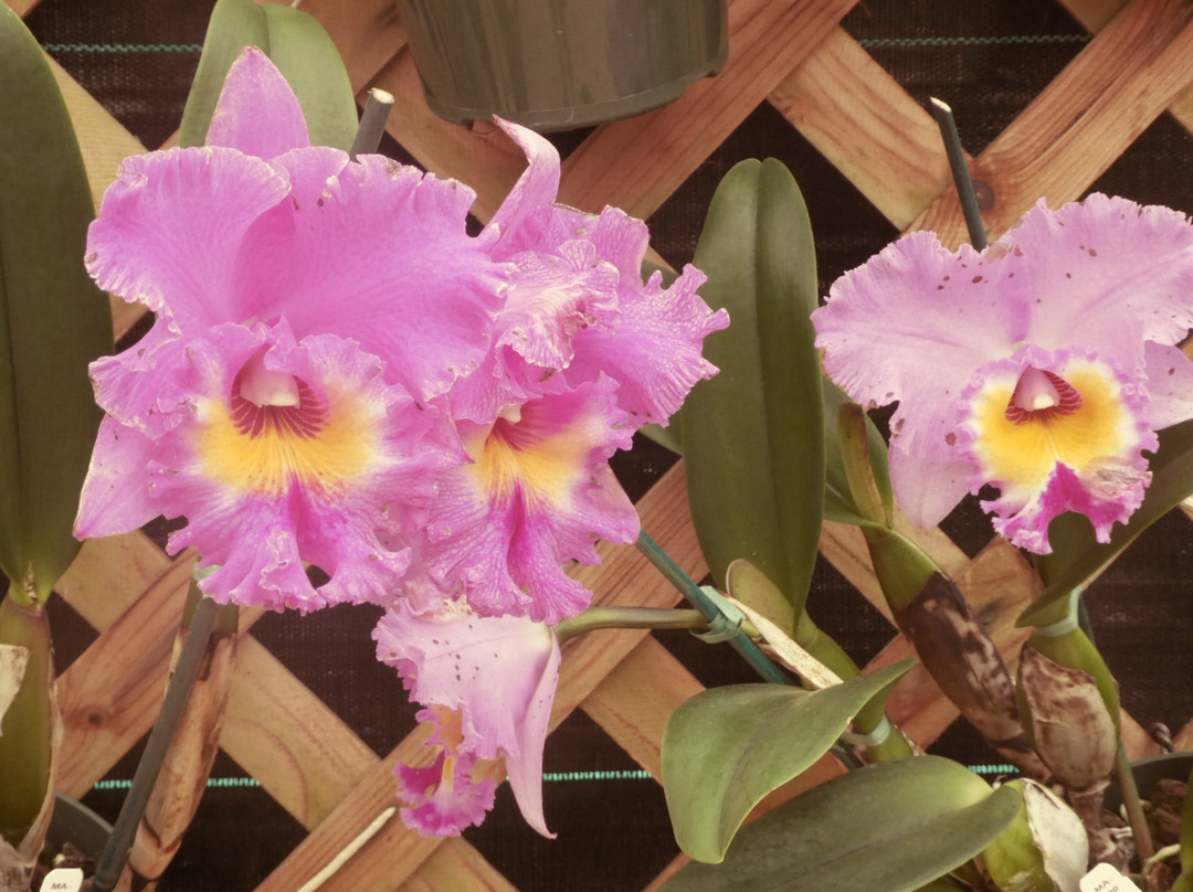 阿卡祖卡兰花园-火山必去景点