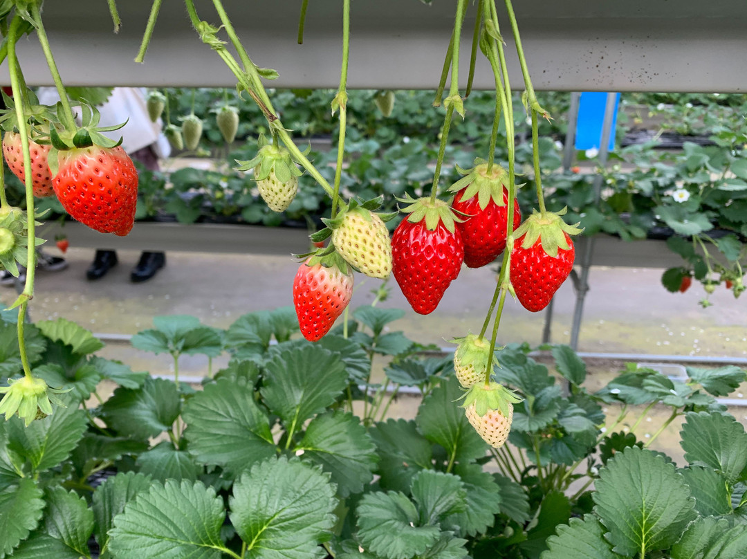 Izu Fruit Park-三岛市必去景点