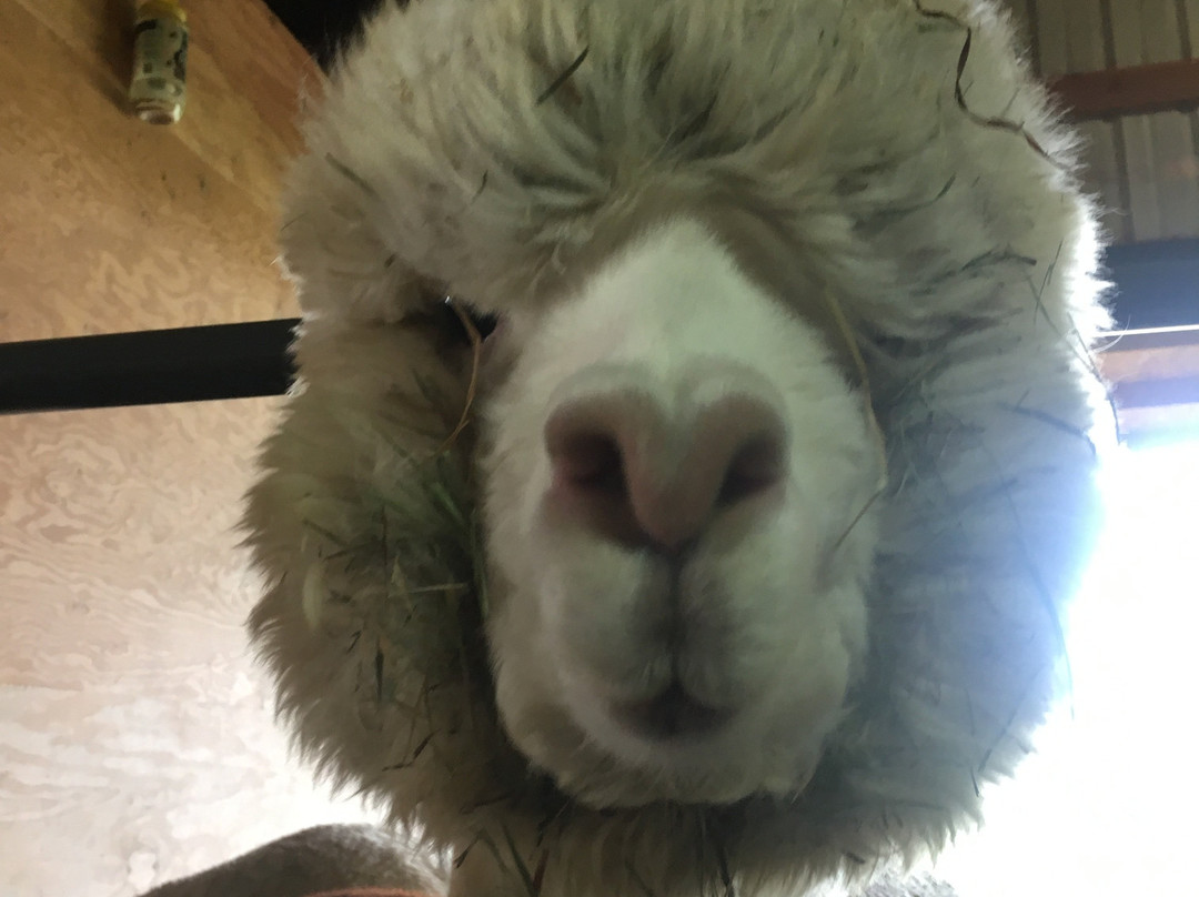 Alpacas at Marquam Hill Ranch-Molalla必去景点