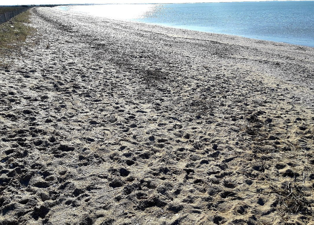 Réserve Naturelle Nationale Moëze-Oléron-Saint Froult必去景点