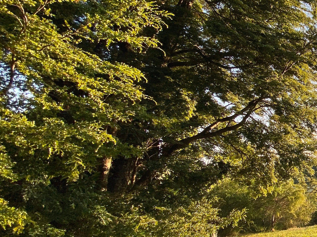 Hostal Casa Bosque主图