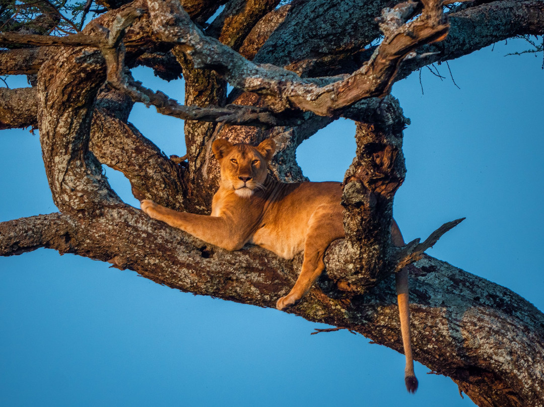 Matriarch Hill Safari-莫西必去景点